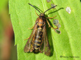 Albuna sp. - Sesiid moth A1.jpg