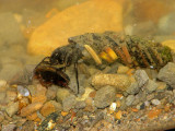 Caddisfly larva B2.jpg