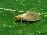 Micromus sp. - Brown Lacewing A1a.jpg