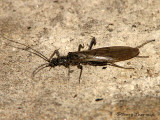 Stonefly A3.jpg