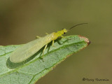 Chloroperlidae - Green Stonefly A4a.jpg