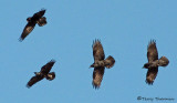 Common Ravens in flight 1c.jpg