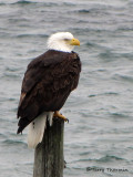 Bald Eagle 23b.jpg