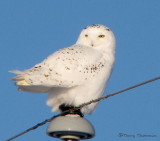 Snowy Owl juvenile male 1b.jpg