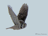 Northern Hawk Owl in flight 2a.jpg