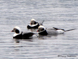 Long-tailed Ducks 12b.jpg