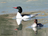 Common Merganser pair 1a.jpg
