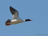 Common Merganser in flight 1a.jpg