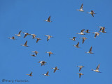 Northern Pintails in flight 5a.jpg