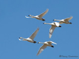 Tundra Swans in flight 4a.jpg