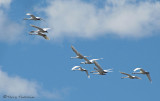Tundra Swans in flight 5b.jpg
