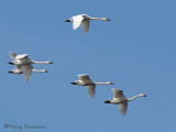 Tundra Swans in flight 12a.jpg