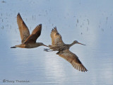 Marbled Godwits in flight 1b.jpg