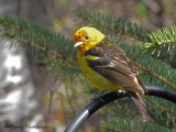 Tanagers, Grosbeaks and allies