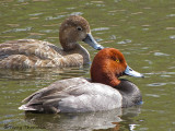 Redhead pair 1a.jpg