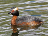 Horned Grebe 12b.jpg