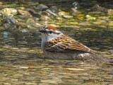 Chipping Sparrow bathing 1a.jpg