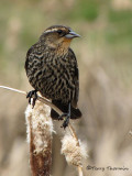 Red-winged Blackbird female 6a.jpg