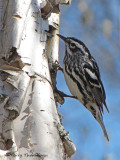 Black and white Warbler 12a.jpg