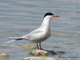 Common Tern 9a.jpg