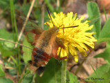 Hemaris thysbe - Hummingbird Clearwing 4a.jpg