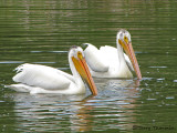 American White Pelicans 12a.jpg