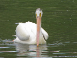 American White Pelican 3a.jpg