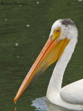 American White Pelican 4b.jpg