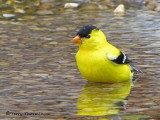 American Goldfinch bathing 1a.jpg