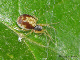 Dictyna sp. - Meshweaver spider A2a.jpg