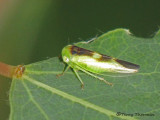 Idiocerus lunaris - Leafhopper B1a.jpg