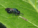 Chrysididae - Cuckoo Wasp A1a.jpg