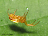 Araniella sp. poss. - Orb Weaver E1a.JPG