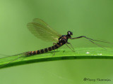 Ephemeroptera - Mayfly D1b.jpg