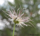 Canada Anemone seedhead and Wasp 1a.jpg