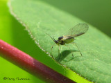 Aphid C1a.jpg