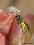 Lasioglossum sp. - Sweat Bee B1a.jpg