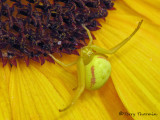 Misumena vatia - Goldenrod Spider 13a.jpg