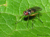 Tanypezid Flies - Tanypezidae