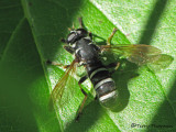 Temnostoma sp. - Flower Fly L1a.jpg