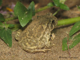 Great Plains Toad 4.JPG