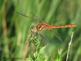 Sympetrum pallipes - Striped Meadowhawk 2a.jpg
