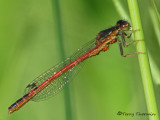 Amphiagrion abbreviatum - Western Red Damsel 2a.jpg