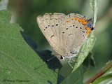 Satyrium acadicum - Acadian Hairstreak 3a.jpg