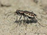 Cicindela repanda - Bronzed Tiger Beetle 1a.jpg