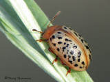 Calligrapha verrucosa - Wart-covered Galligrapha 2a.jpg