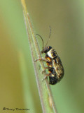 Pachybrachis sp. - Cylindrical Leaf Beetle A5a.JPG