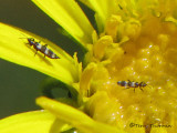 Aeolothripidae - Banded Thrips A1b.jpg