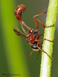 Physocephala sp. - Thick-headed Fly B1a.jpg