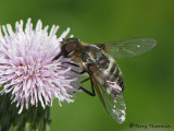 Villa sp. - Bee Fly E1a.JPG